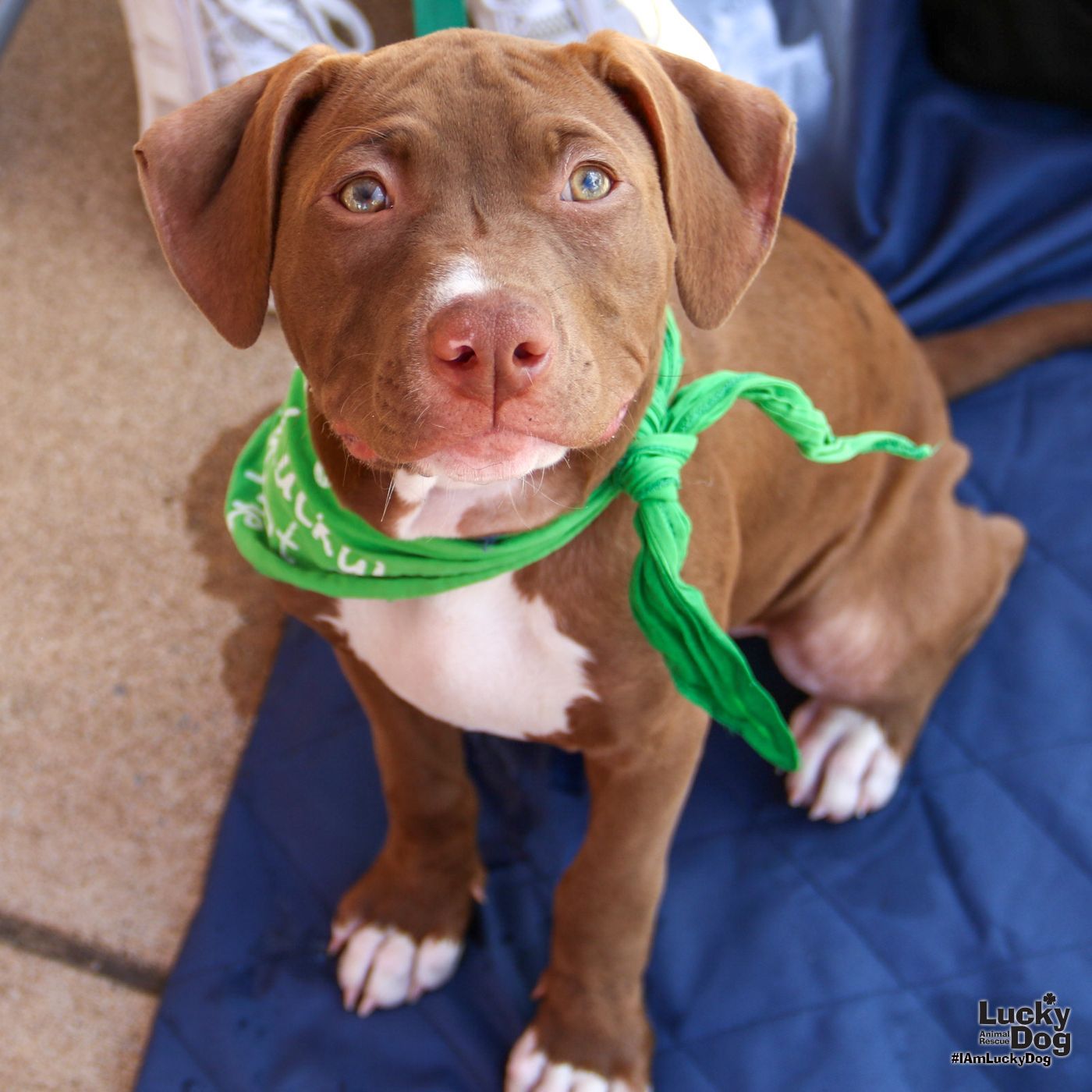adoptable Dog in Washington, DC named Milkduds