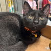 adoptable Cat in Washington, DC named Jimmy