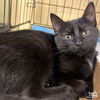 adoptable Cat in Washington, DC named Evermore