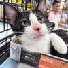 adoptable Cat in Washington, DC named Just Grover