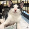 adoptable Cat in Washington, DC named Just Jason