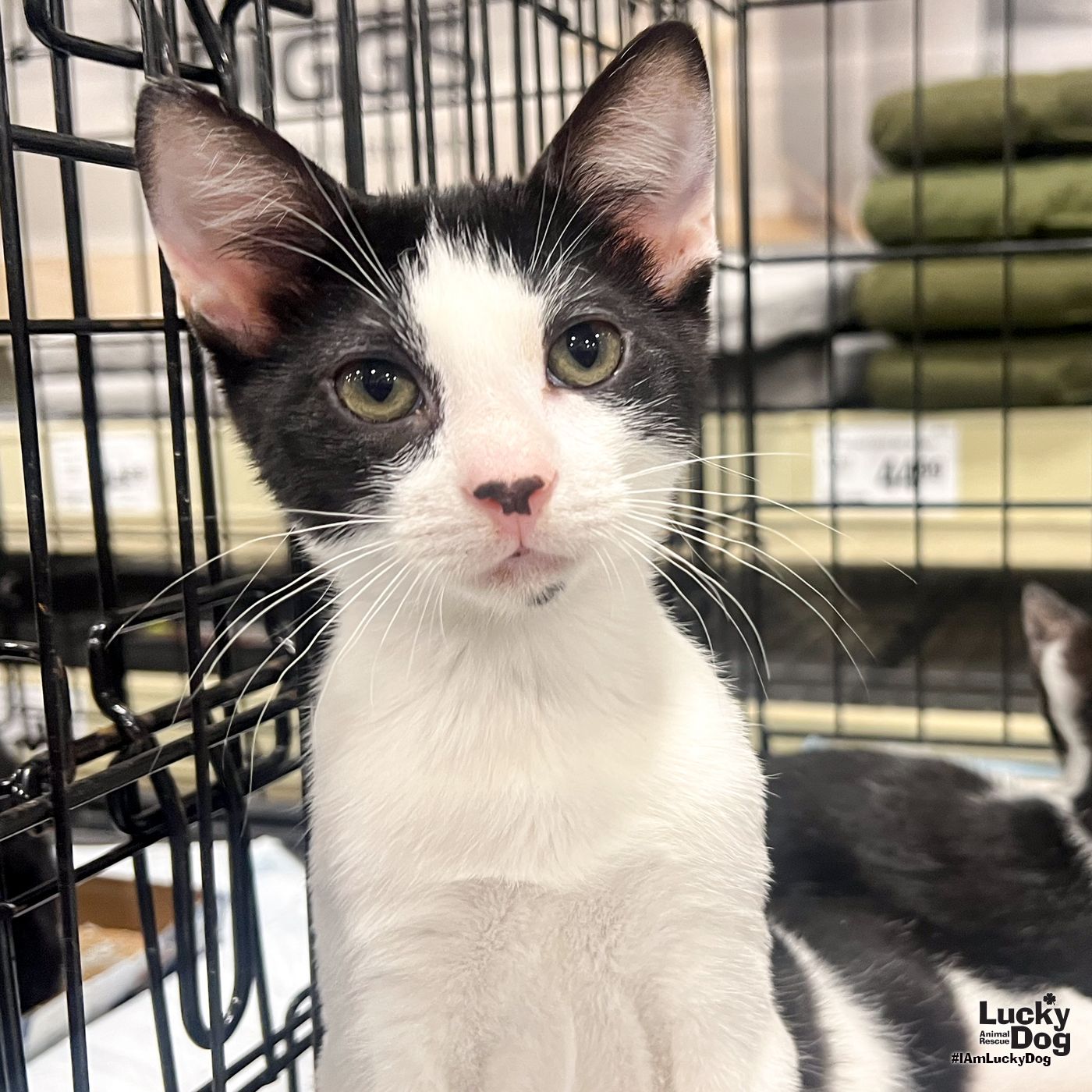 adoptable Cat in Washington, DC named Just Nico