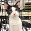 adoptable Cat in Washington, DC named Just Nico