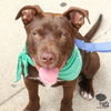 adoptable Dog in  named Marty