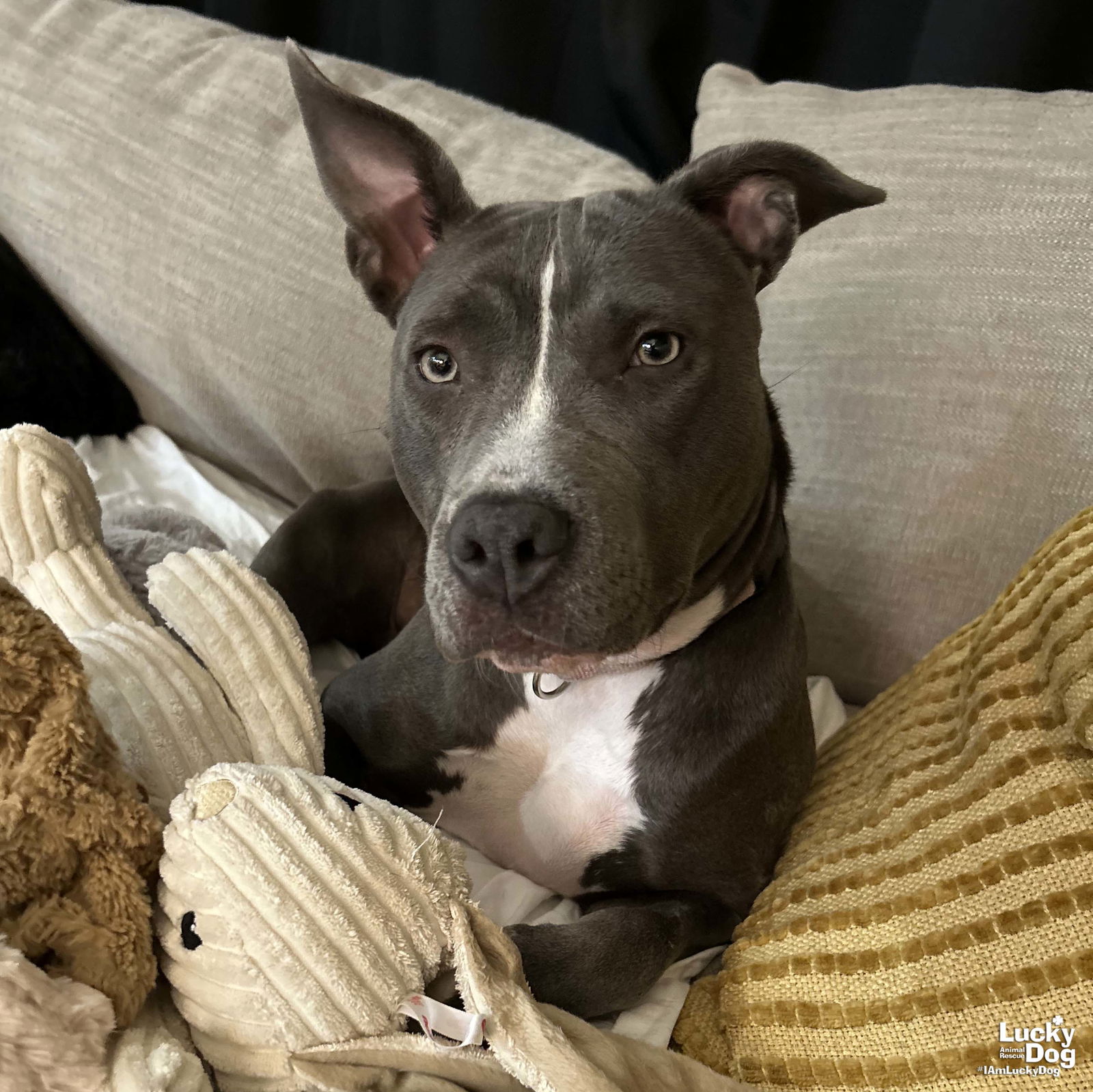 adoptable Dog in Washington, DC named Silva