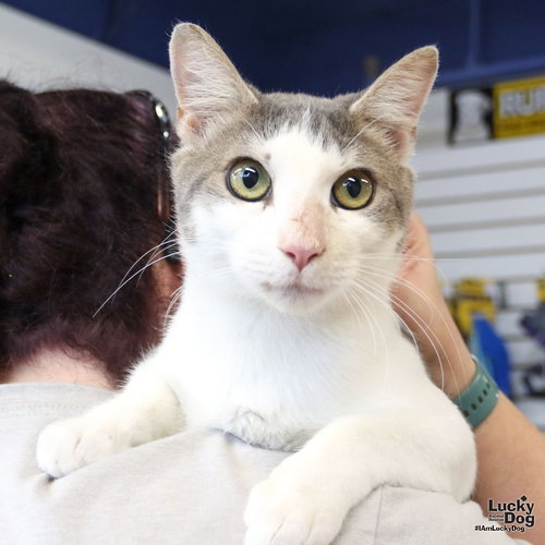 Cypress, Adult Domestic Short Hair (short coat), cat for adoption in Manassas, Virginia