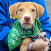 adoptable Dog in  named Apollo Yellow