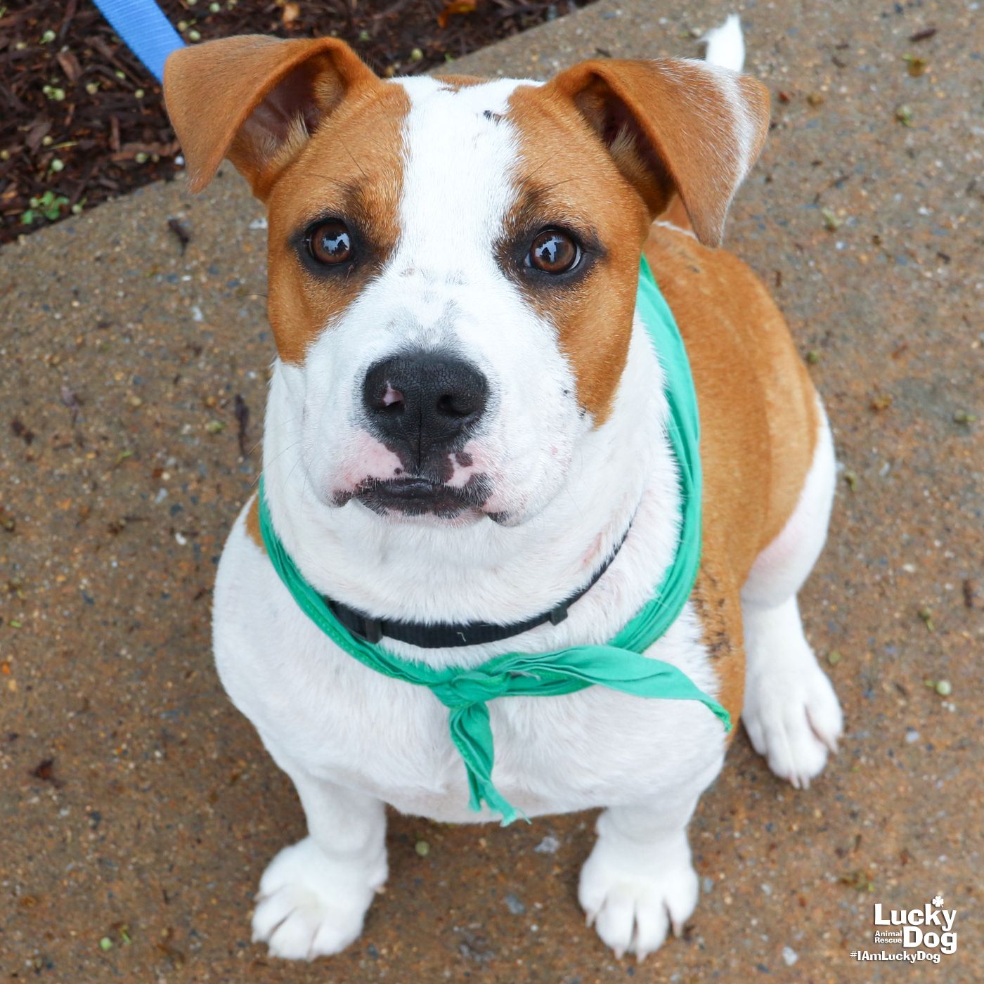 adoptable Dog in Washington, DC named Kelsie