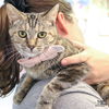 adoptable Cat in Washington, DC named Jane
