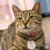 adoptable Cat in Washington, DC named Ally