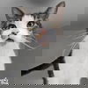 adoptable Cat in Washington, DC named Fitz