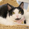adoptable Cat in Washington, DC named Sophia