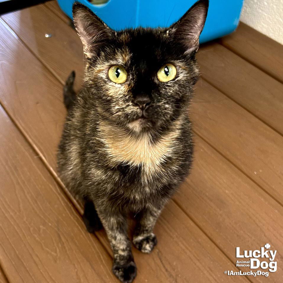 adoptable Cat in Washington, DC named Julia