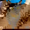 adoptable Cat in Washington, DC named Julia
