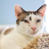 adoptable Cat in Washington, DC named Anakin