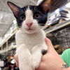 adoptable Cat in Washington, DC named Teeny