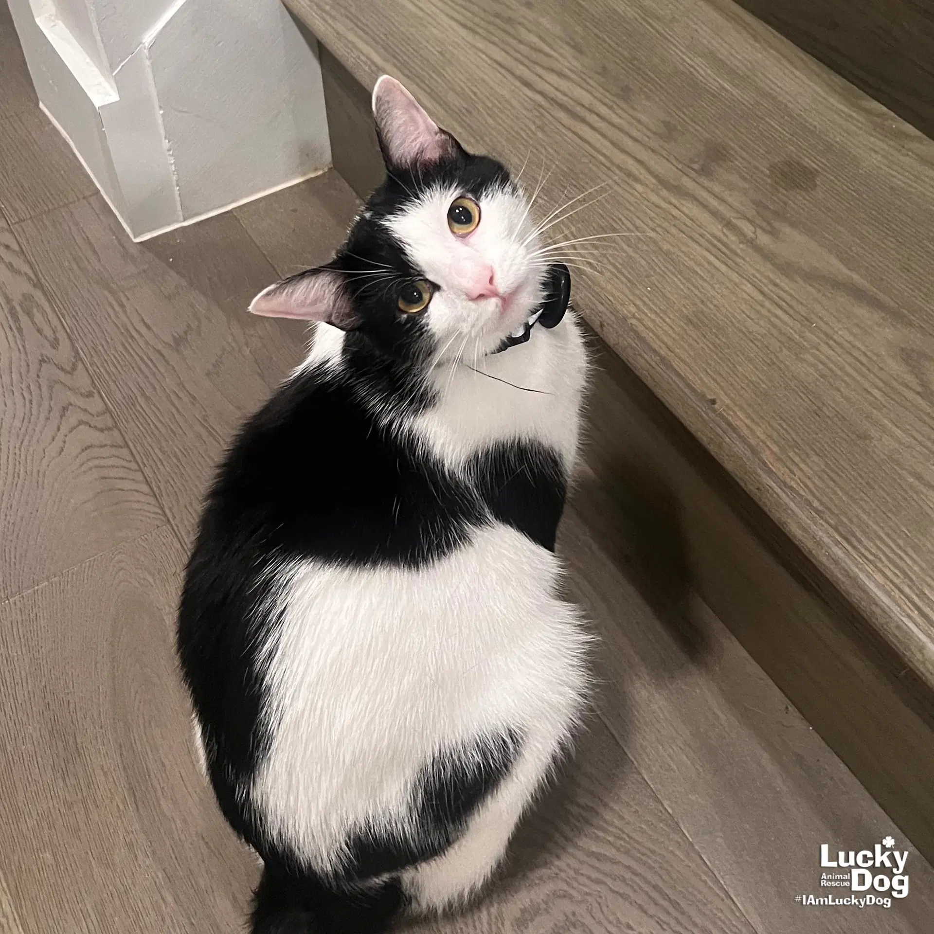 Tidbit - Domestic Short Hair