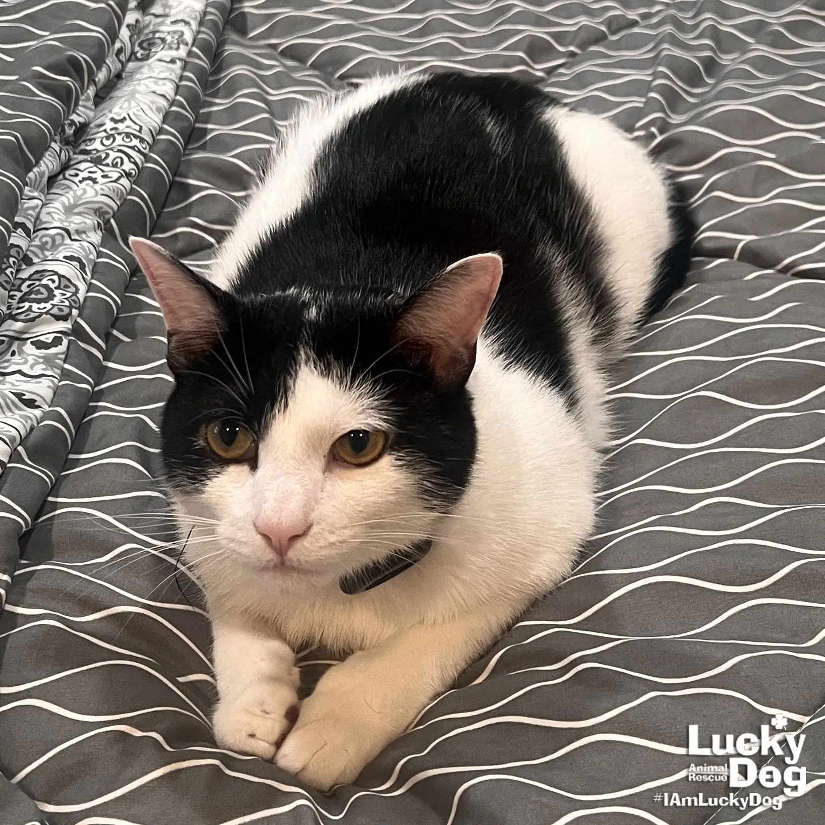 Tidbit - Domestic Short Hair