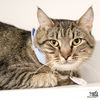 adoptable Cat in Washington, DC named Jojo