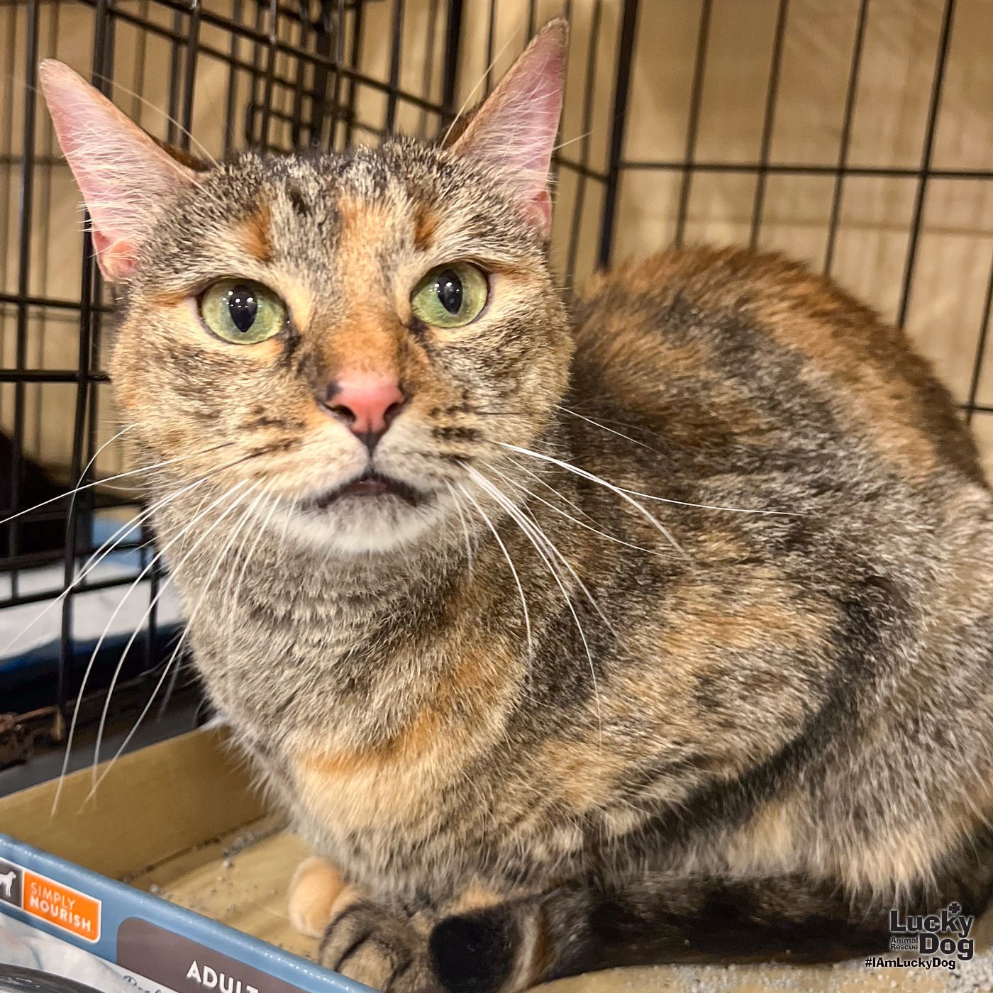 adoptable Cat in Washington, DC named Halo Kitty