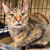 adoptable Cat in Washington, DC named Halo Kitty