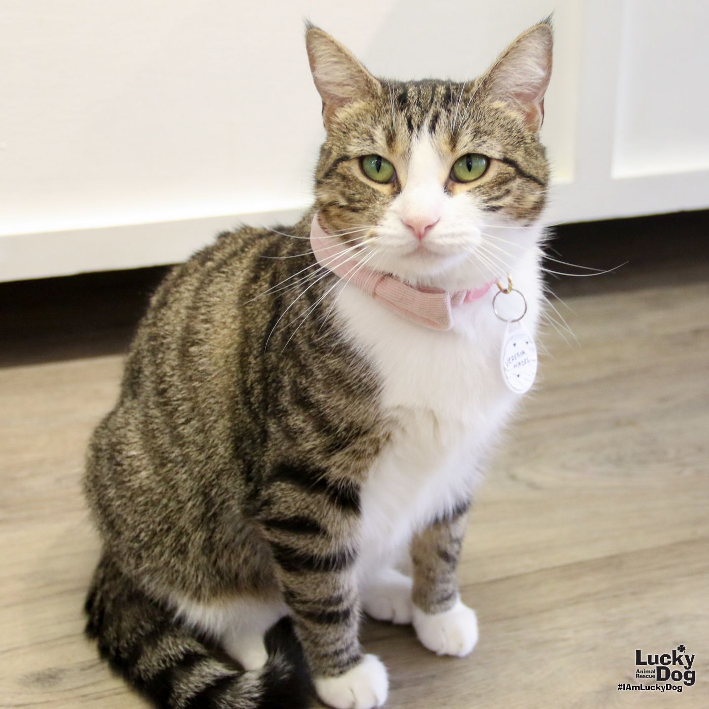 adoptable Cat in Washington, DC named Verena Hazel