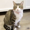 adoptable Cat in Washington, DC named Verena Hazel