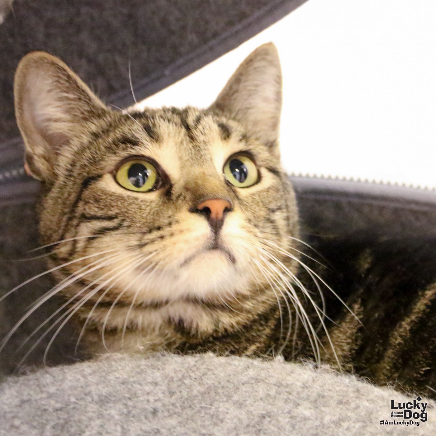 adoptable Cat in Washington, DC named Brutus