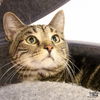 adoptable Cat in Washington, DC named Brutus