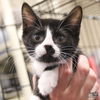 adoptable Cat in , DC named Agatha