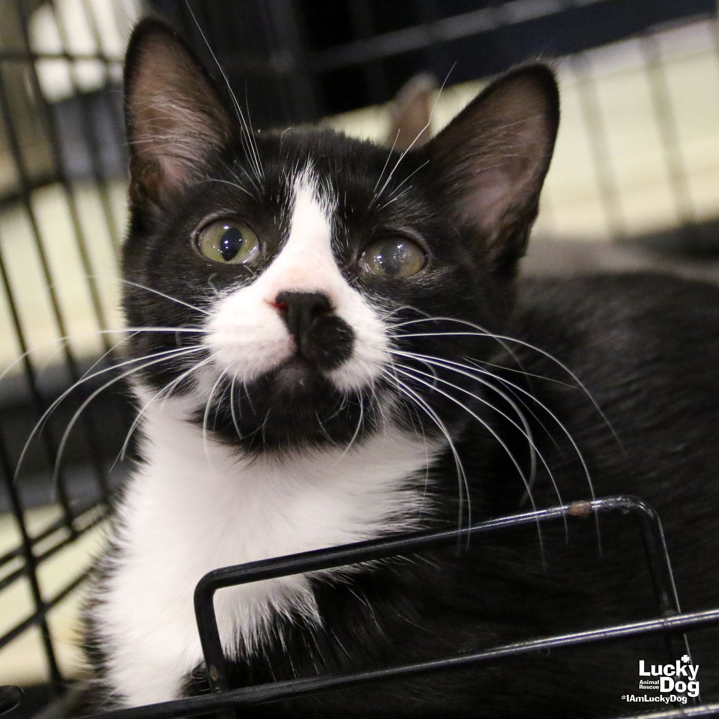 adoptable Cat in Washington, DC named Agatha