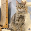 adoptable Cat in  named Ursula