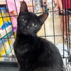 adoptable Cat in Washington, DC named Mason
