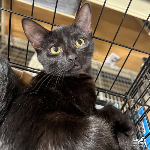 MASON - Domestic Short Hair available for adoption