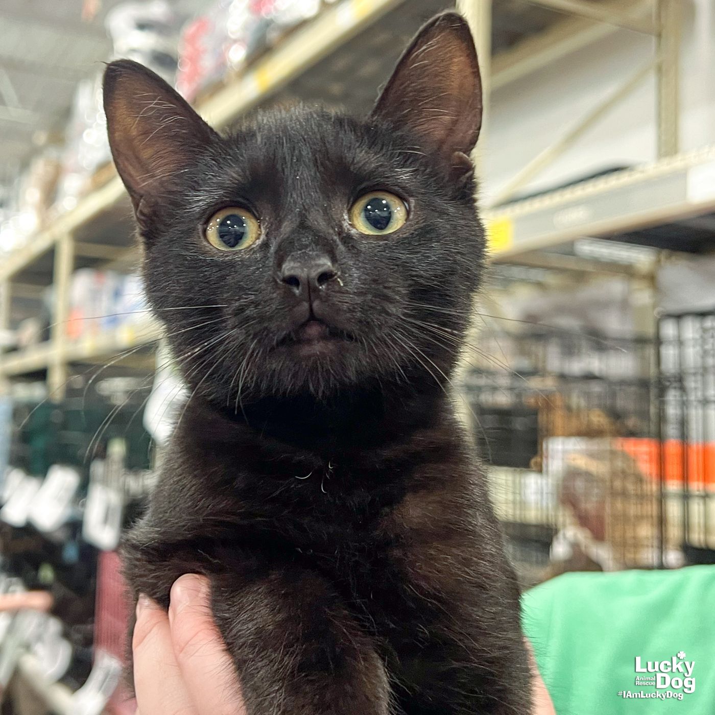 adoptable Cat in Washington, DC named Maynard