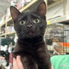 adoptable Cat in Washington, DC named Maynard