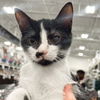 adoptable Cat in Washington, DC named Mickey