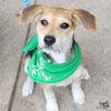adoptable Dog in Washington, DC named Darcie