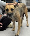 adoptable Dog in  named Tina Faye