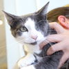 adoptable Cat in Washington, DC named Rainy