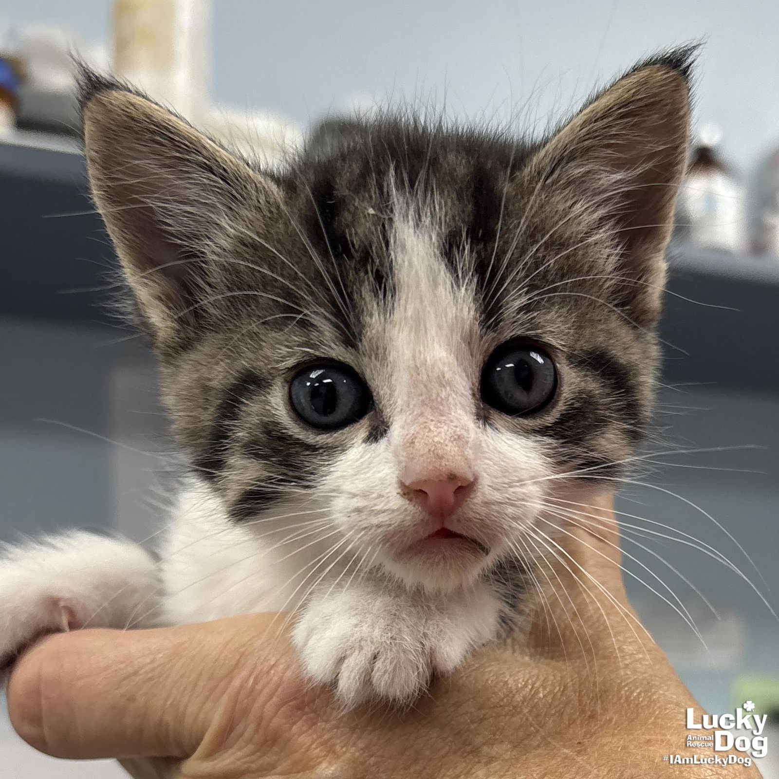 adoptable Cat in Washington, DC named Terry