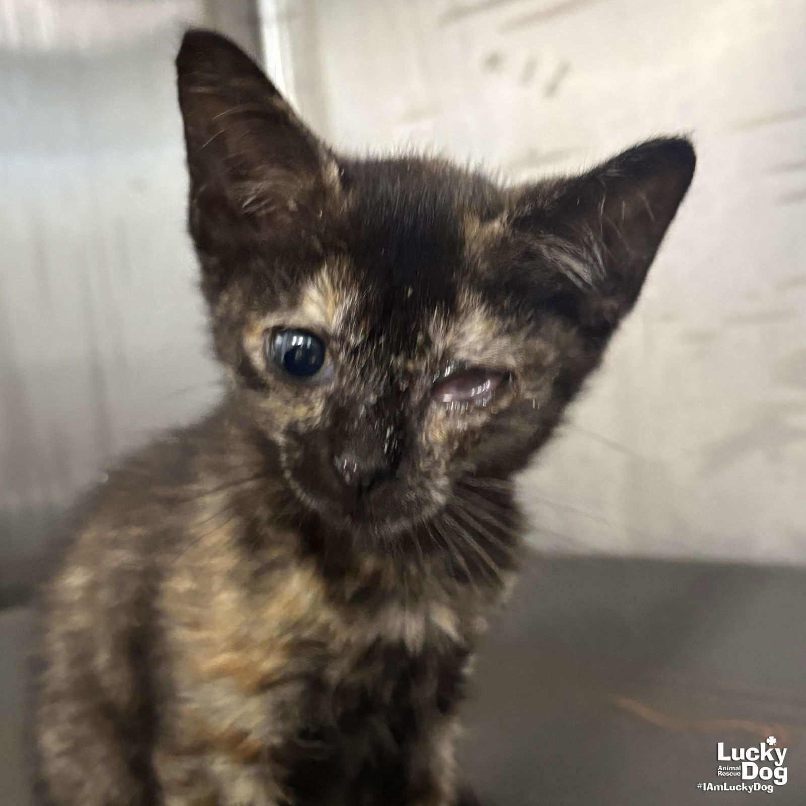 adoptable Cat in Washington, DC named Kricket
