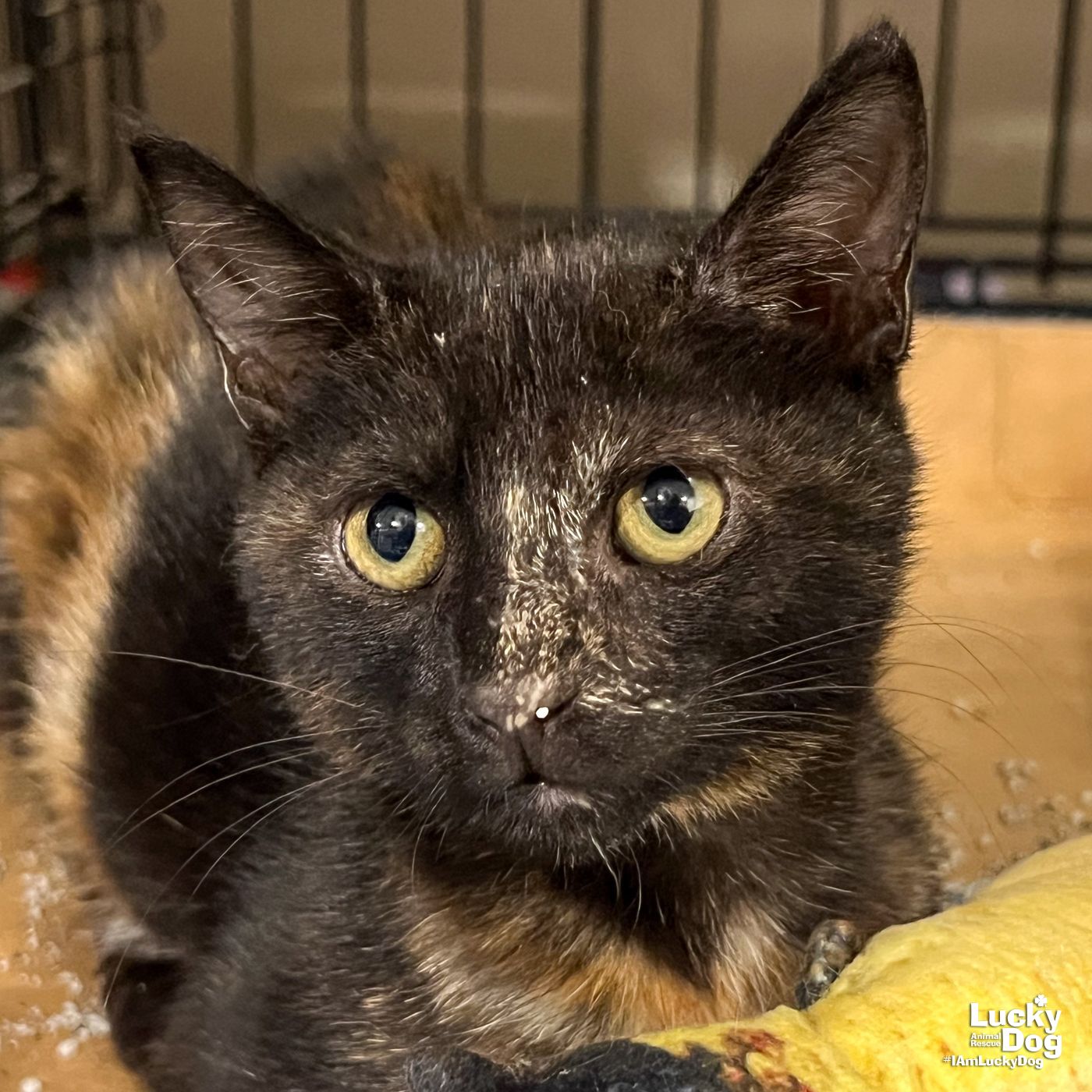 adoptable Cat in Washington, DC named Rivena