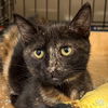 adoptable Cat in Washington, DC named Rivena