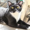 adoptable Cat in Washington, DC named Tux