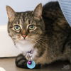 adoptable Cat in Washington, DC named Fergus