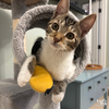 adoptable Cat in  named Senorita Cherry