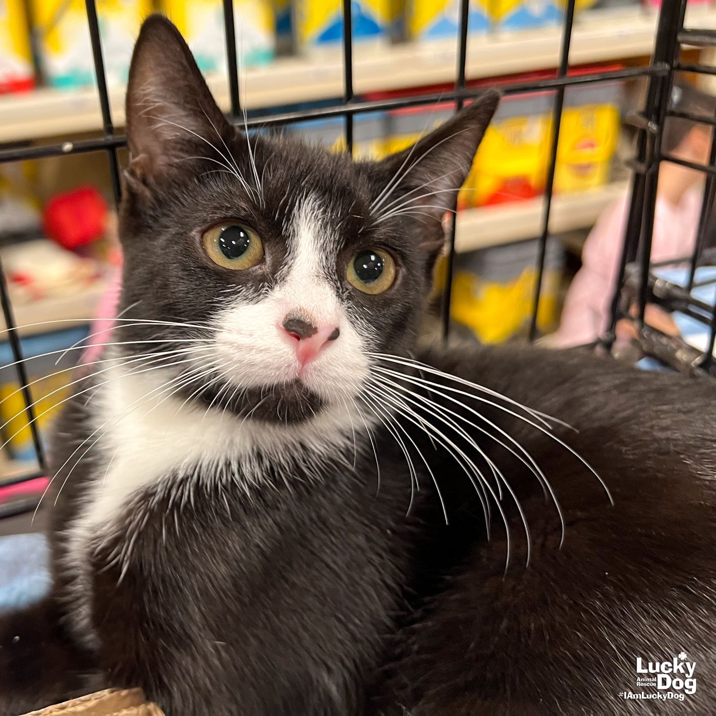 adoptable Cat in Washington, DC named Senorita Tiffany