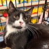 adoptable Cat in Washington, DC named Senorita Tiffany
