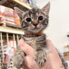 adoptable Cat in , DC named Alexa